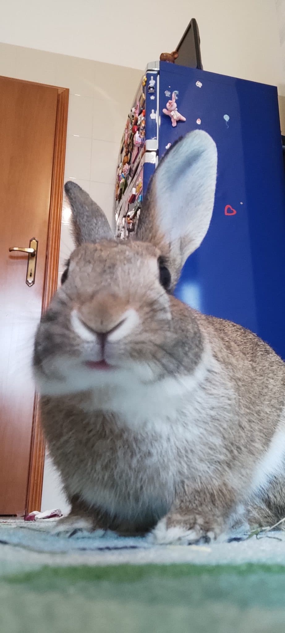 NUMA – bunny sitter a Bologna | Villa Pet Sitter