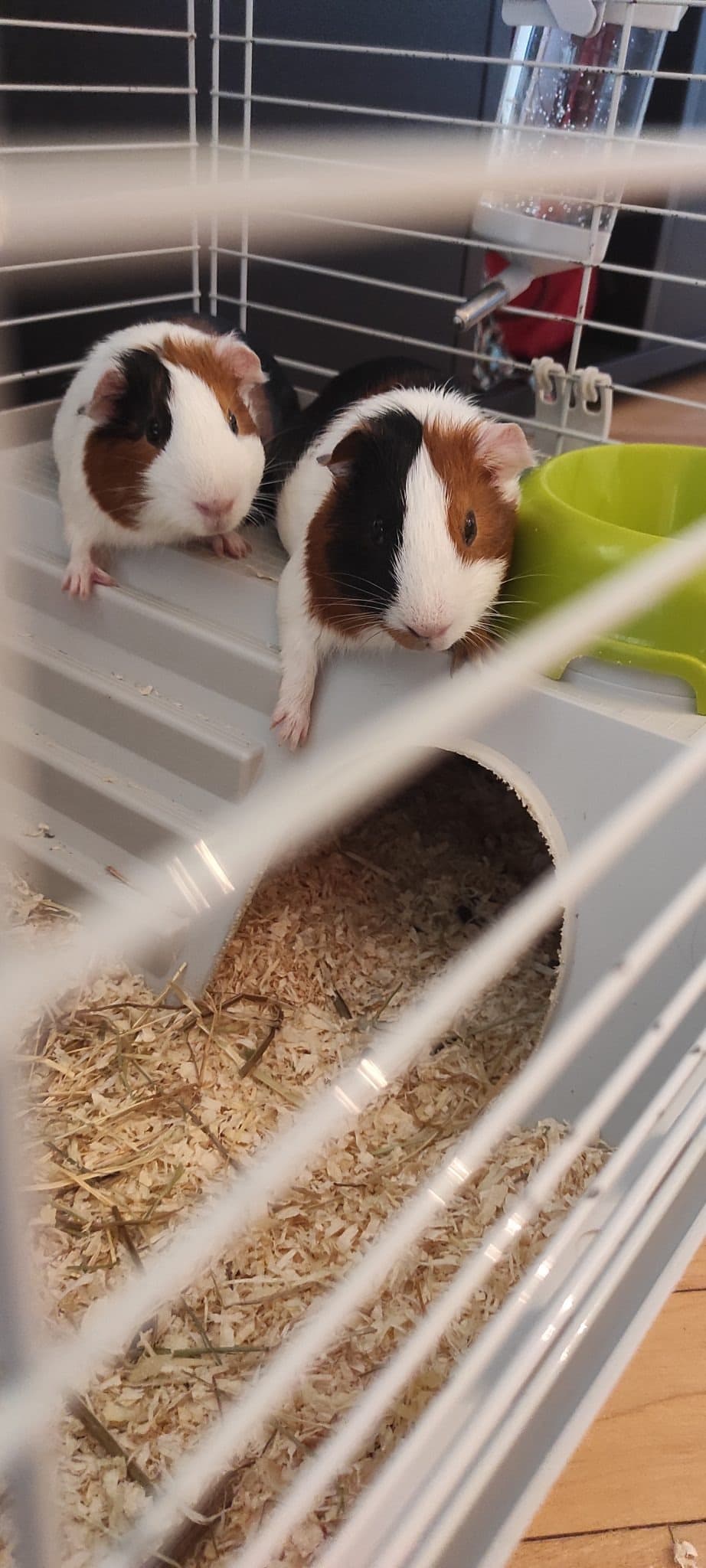 CIP E CIOP – pet sitter a Bologna | Villa Pet Sitter
