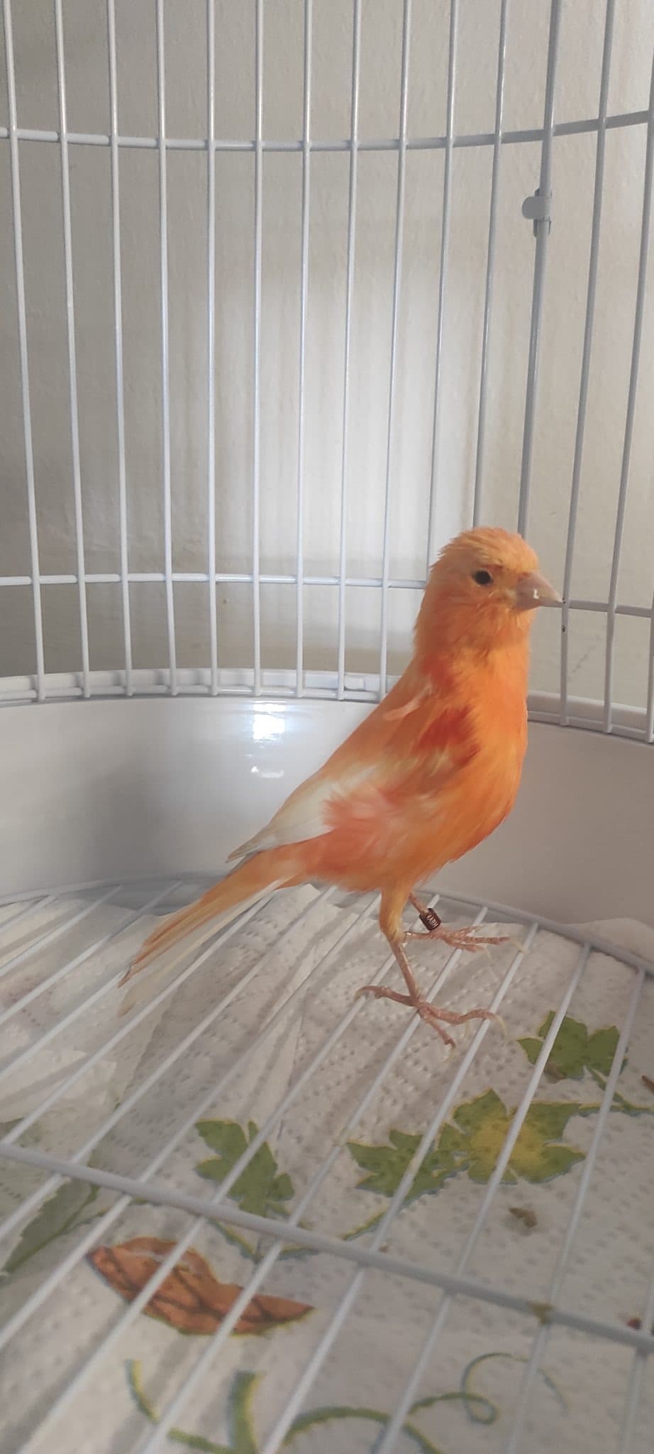LUCKY – pet sitter a Bologna | Villa Pet Sitter