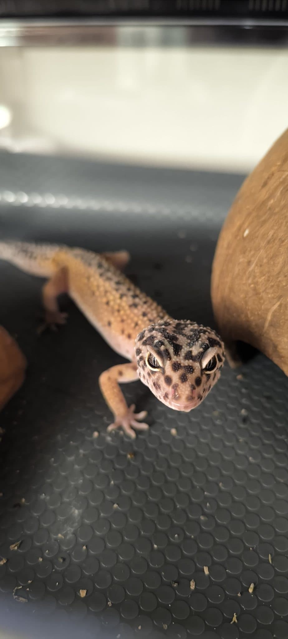 LEO STEVE β geco sitter a Bologna | Villa Pet Sitter