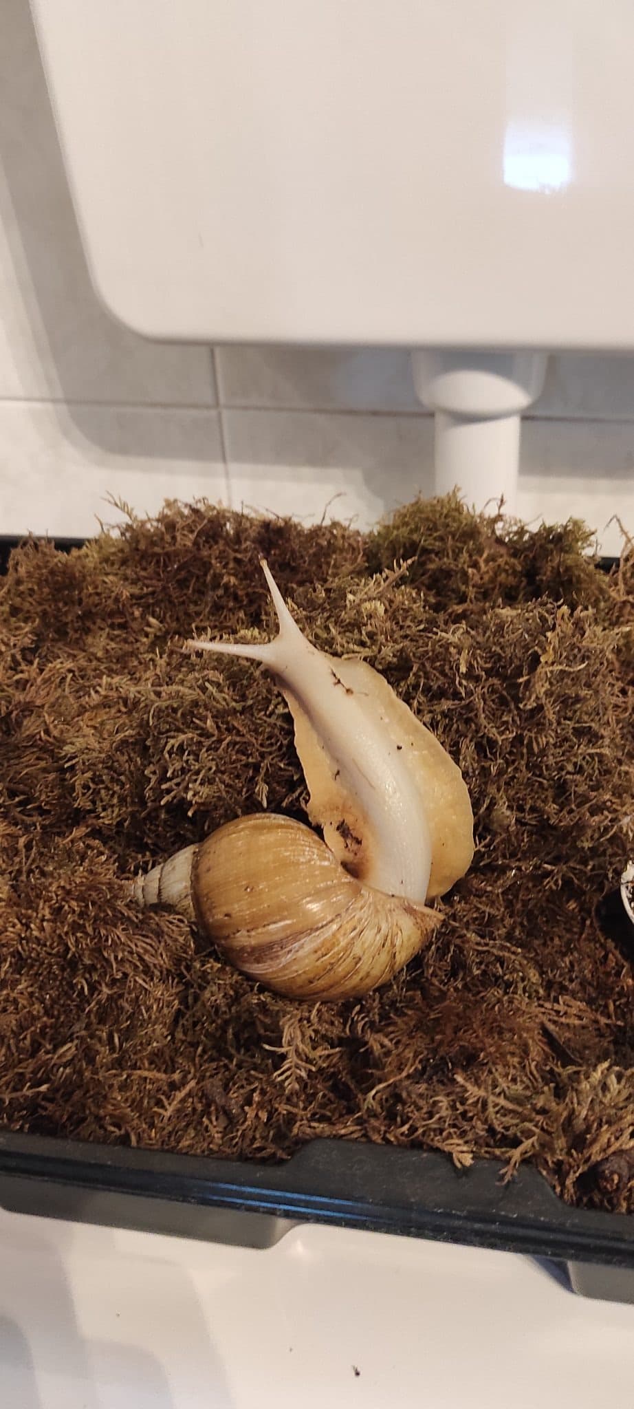 CHIARA β lumaca sitter a Bologna | Villa Pet Sitter
