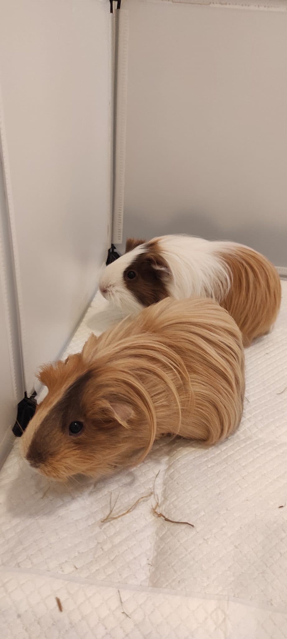 PAM E INS β porcellini d'india sitter a Bologna | Villa Pet Sitter
