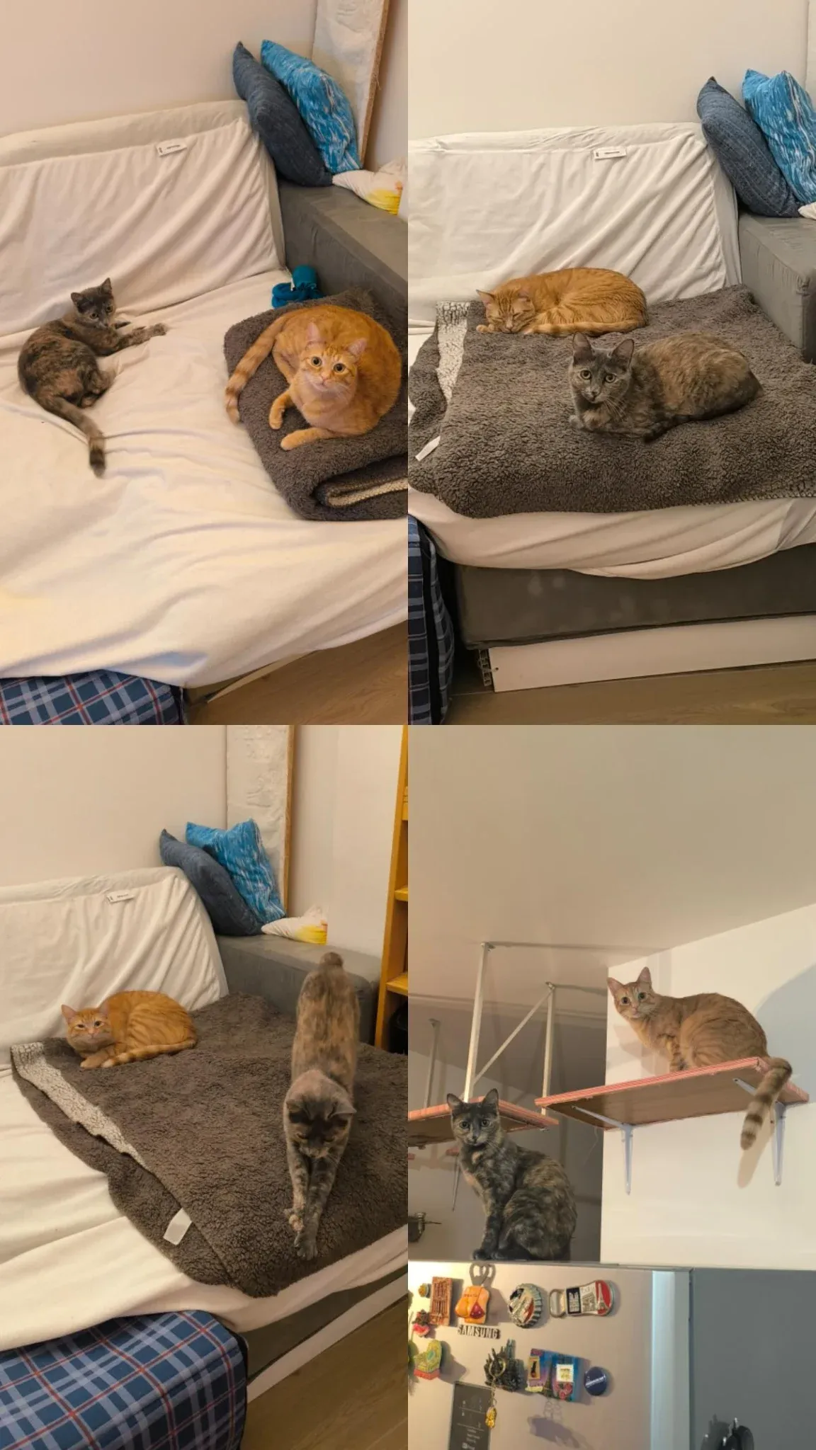 ZELDA E KENAI β cat sitter a Bologna | Villa Pet Sitter