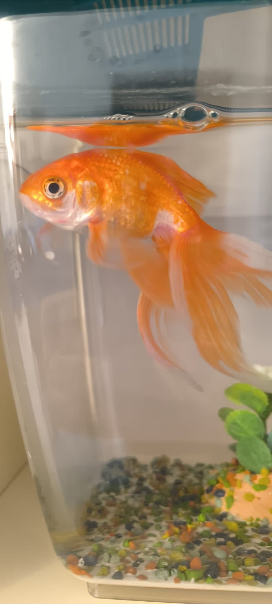 PIZZA β pesce sitter a Bologna | Villa Pet Sitter