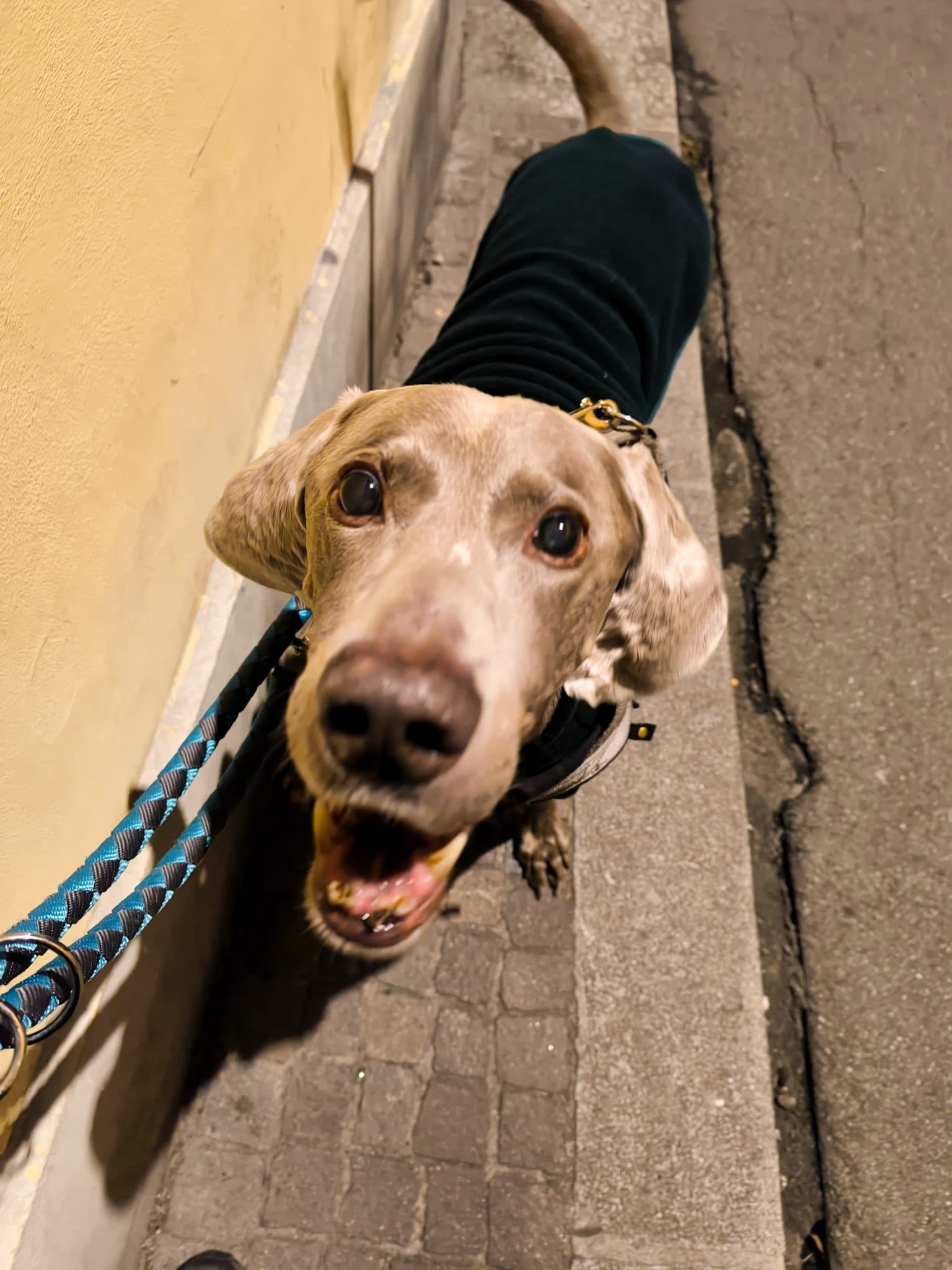 AKY β dog sitter a Bologna | Villa Pet Sitter