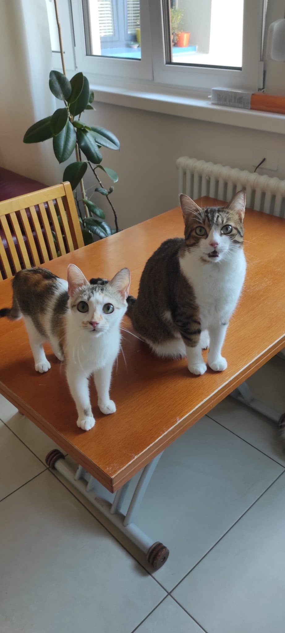 AKALI E KAI'SA β cat sitter a Bologna | Villa Pet Sitter