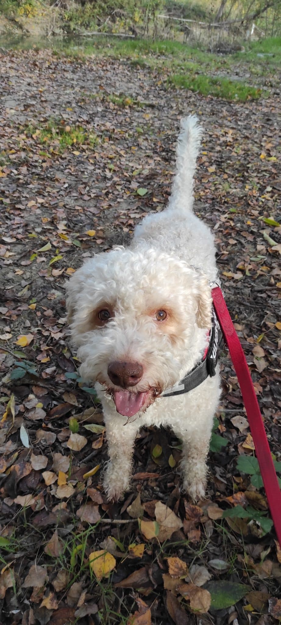 ARGO β dog sitter a Bologna | Villa Pet Sitter