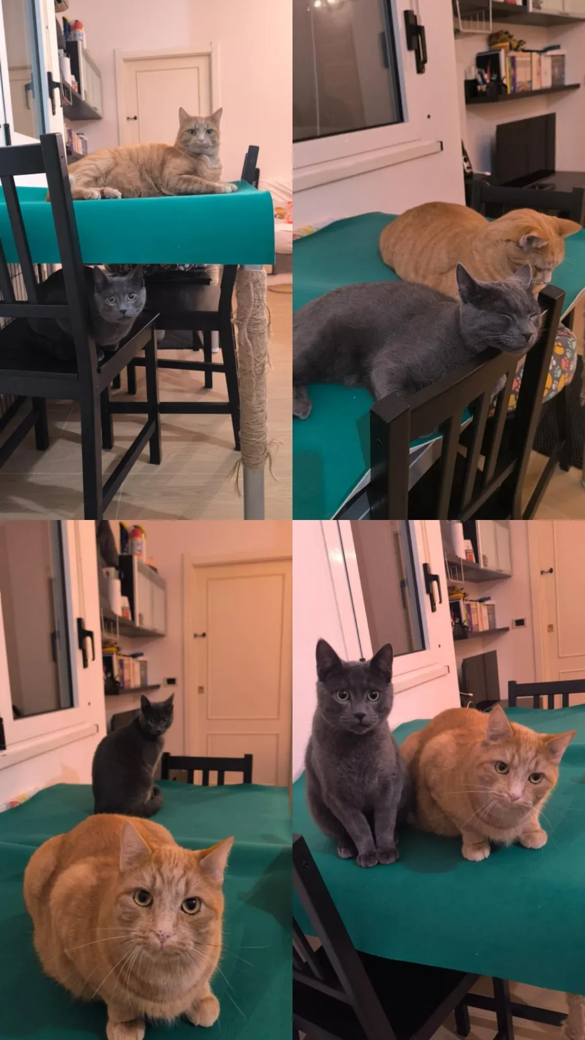 ANTONIO E FAUSTO β cat sitter a Bologna | Villa Pet Sitter