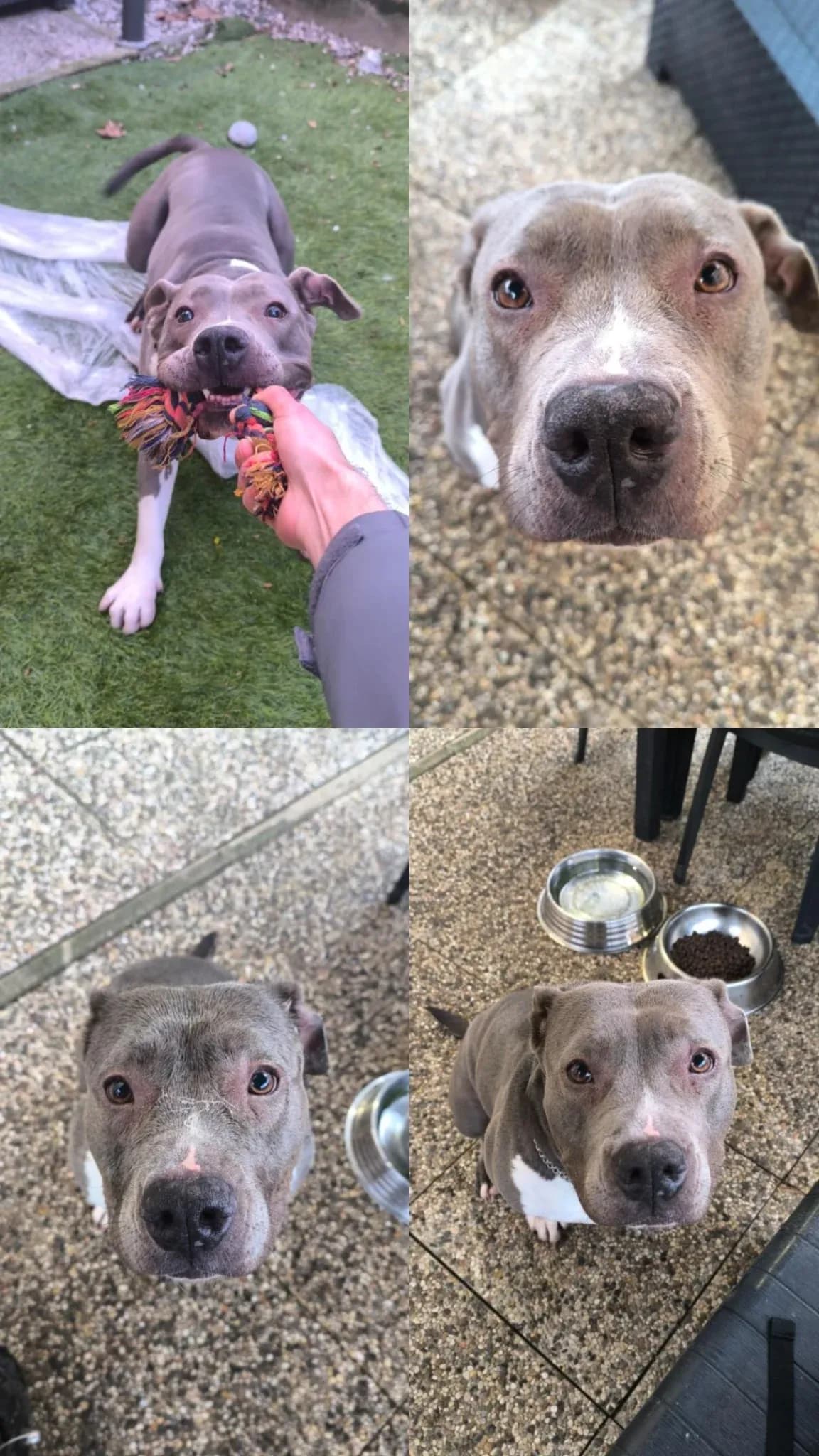 BONNIE β dog sitter a Bologna | Villa Pet Sitter