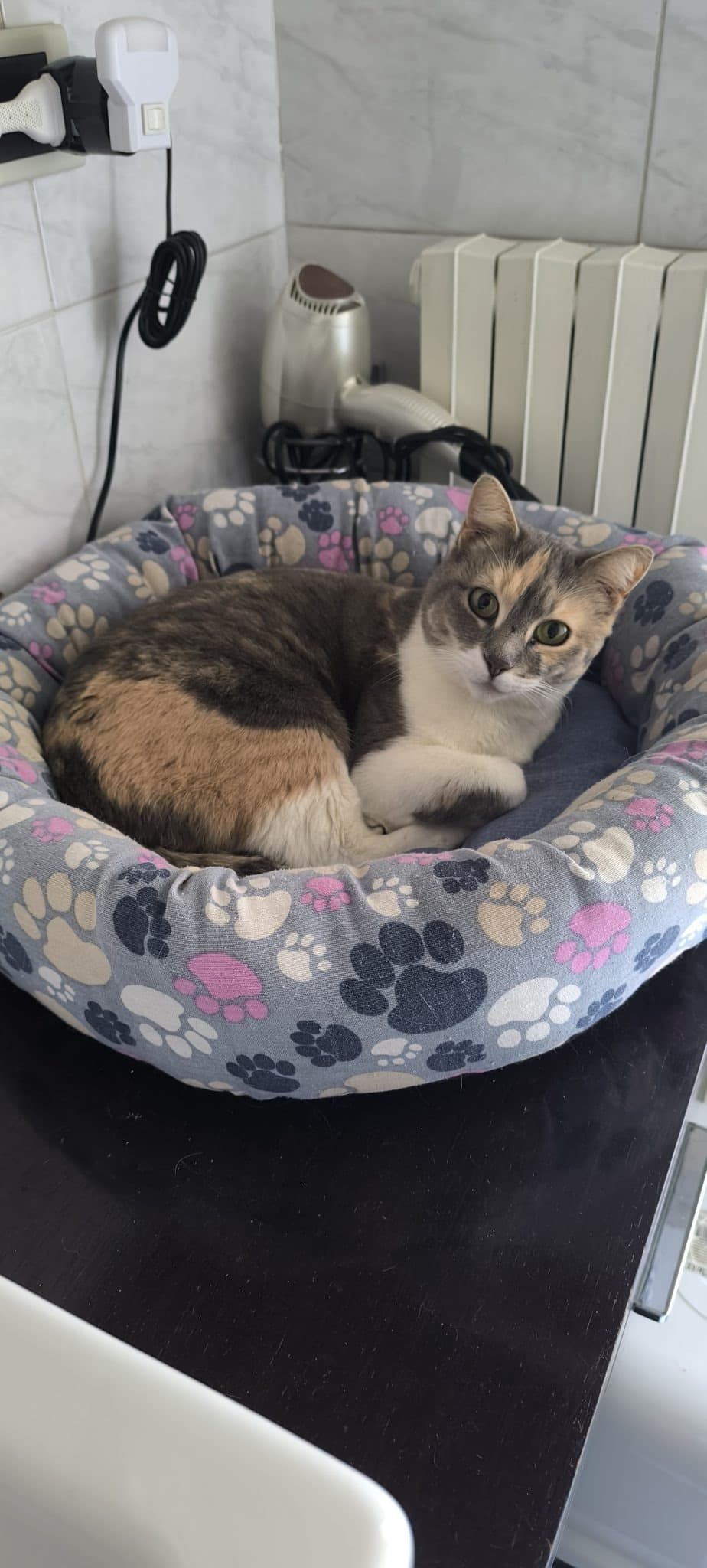 BELLA β cat sitter a Bologna | Villa Pet Sitter