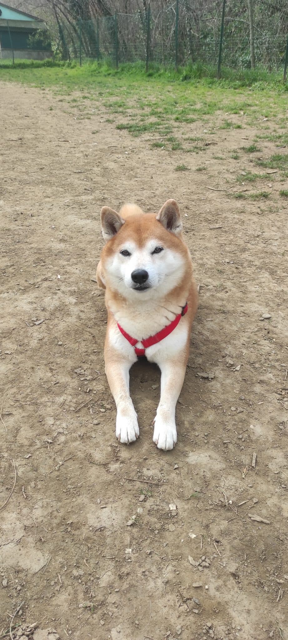 YOSHI β dog sitter a Bologna | Villa Pet Sitter