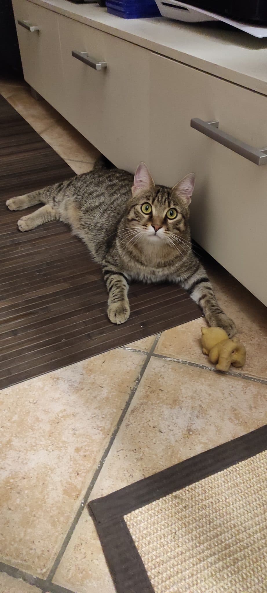 ARES β cat sitter a Bologna | Villa Pet Sitter