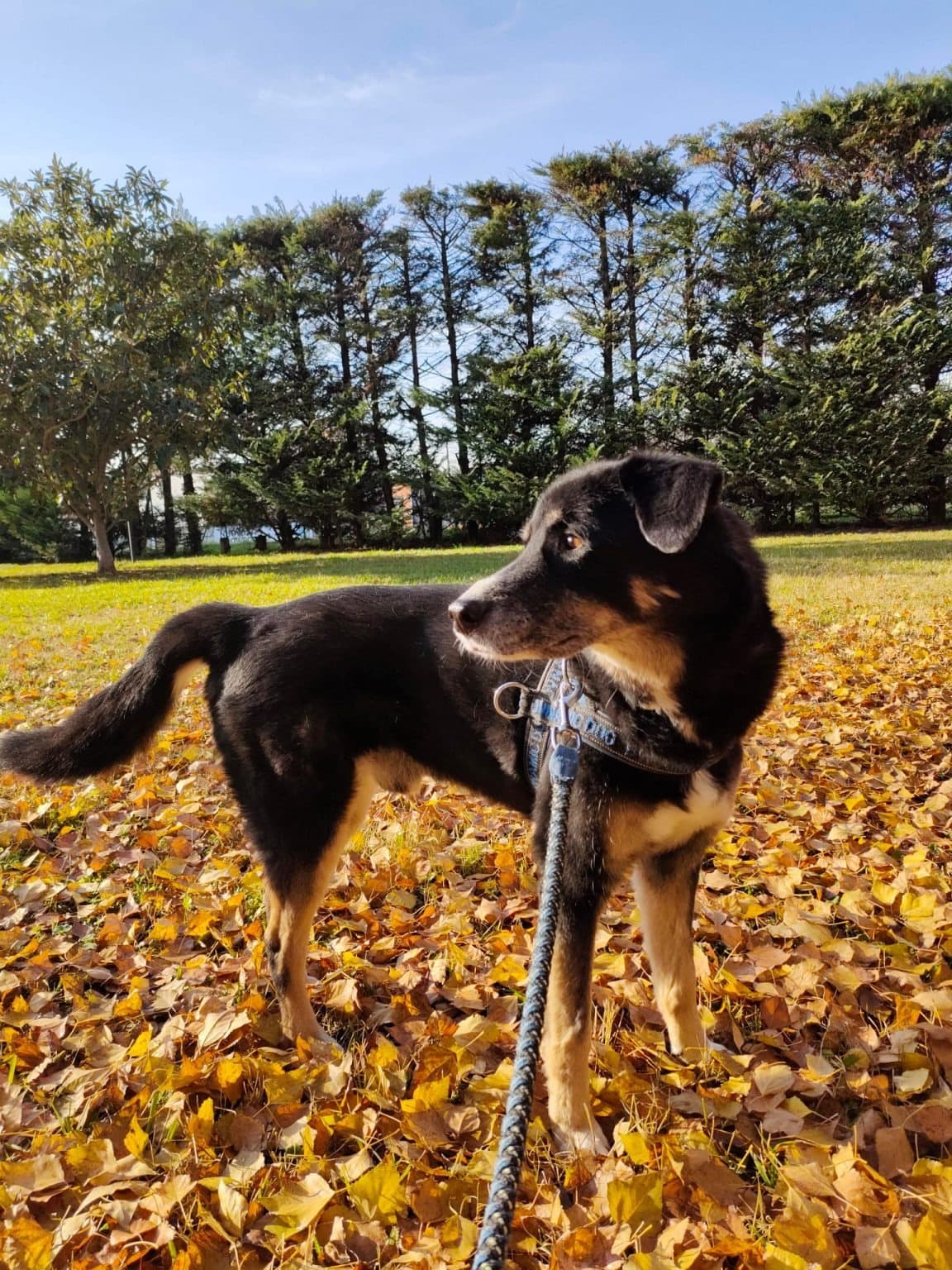 MARIO β dog sitter a Bologna | Villa Pet Sitter
