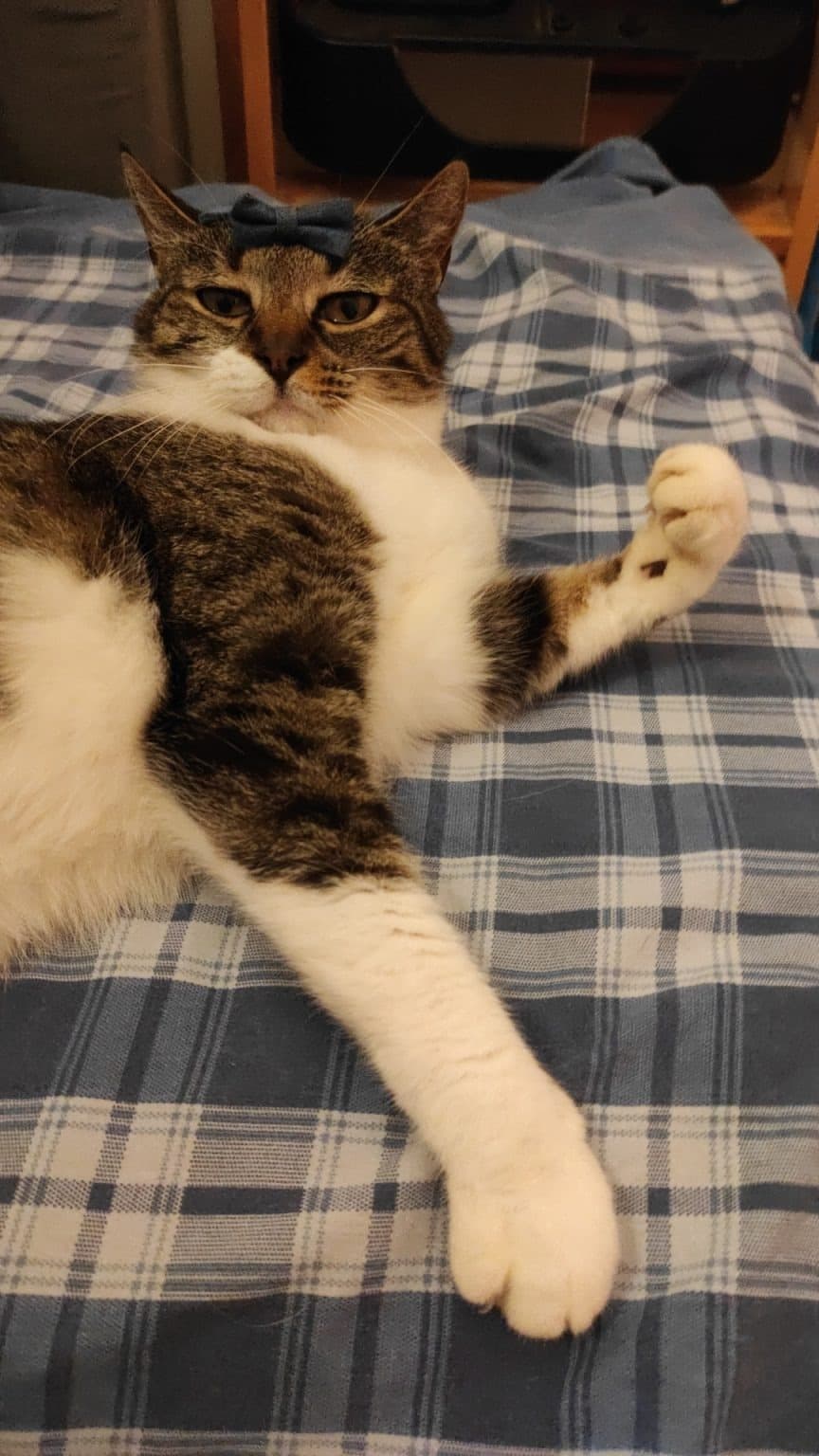 FRAGOLINA β cat sitter a Bologna | Villa Pet Sitter
