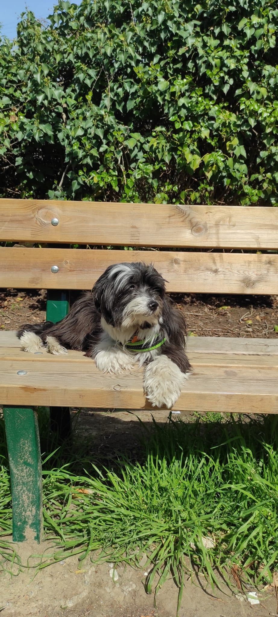TIMBA β dog sitter a Bologna | Villa Pet Sitter