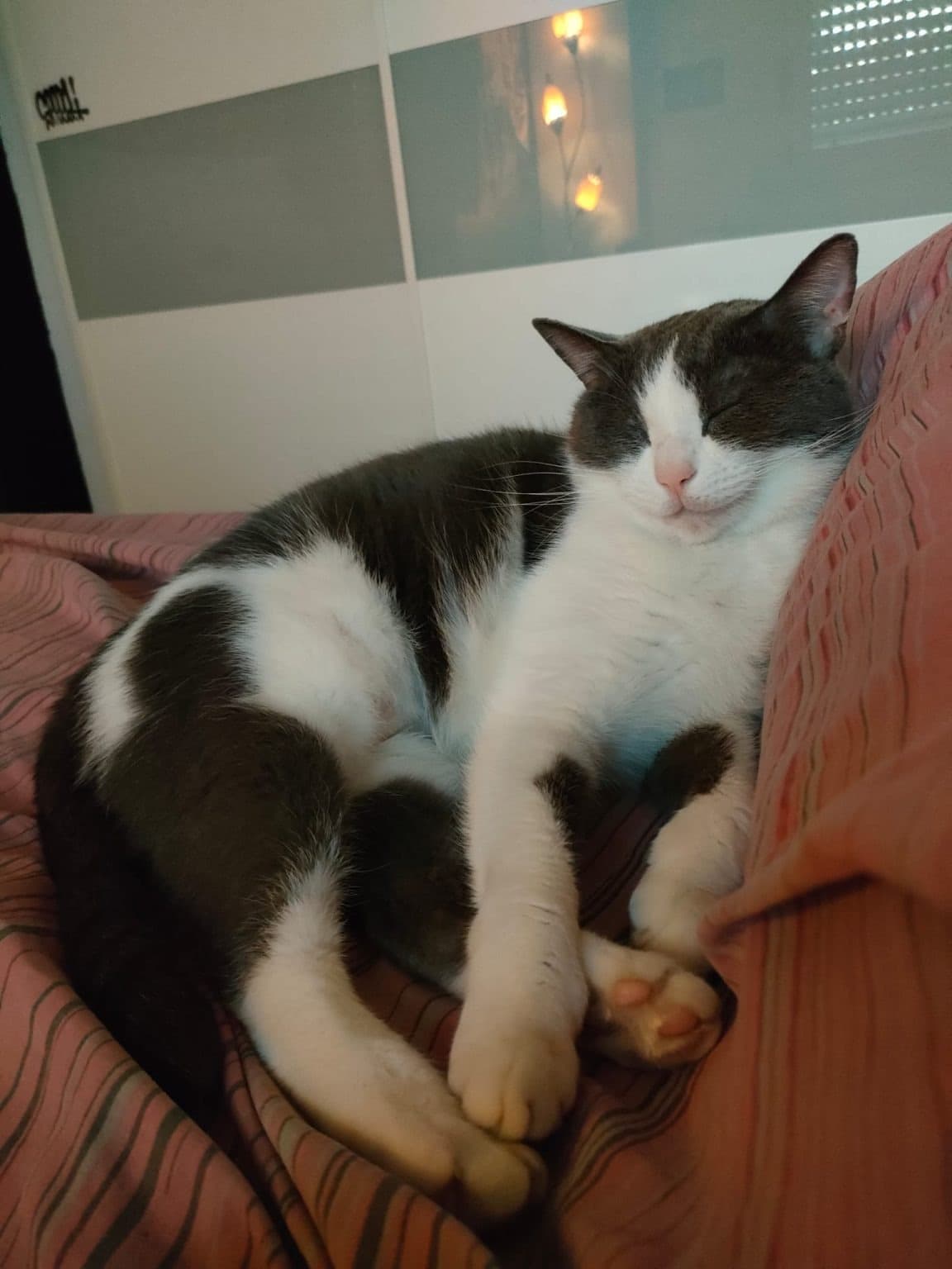 BRICIOLA β cat sitter a Bologna | Villa Pet Sitter